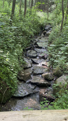 Bach in unserem Wald