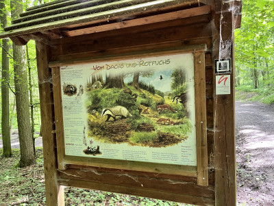 Infotafel im Wald