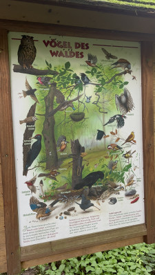 Infotafel im Wald